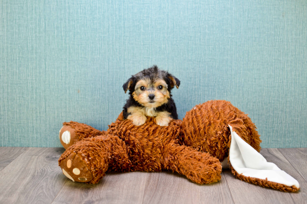 Funny Morkie Designer Pup