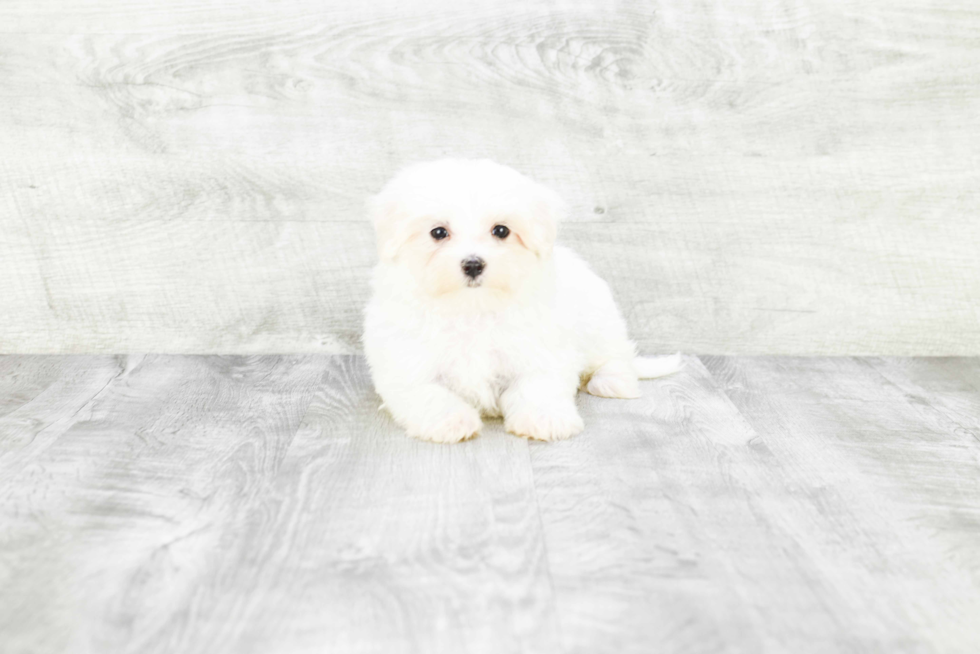 Maltese Puppy for Adoption