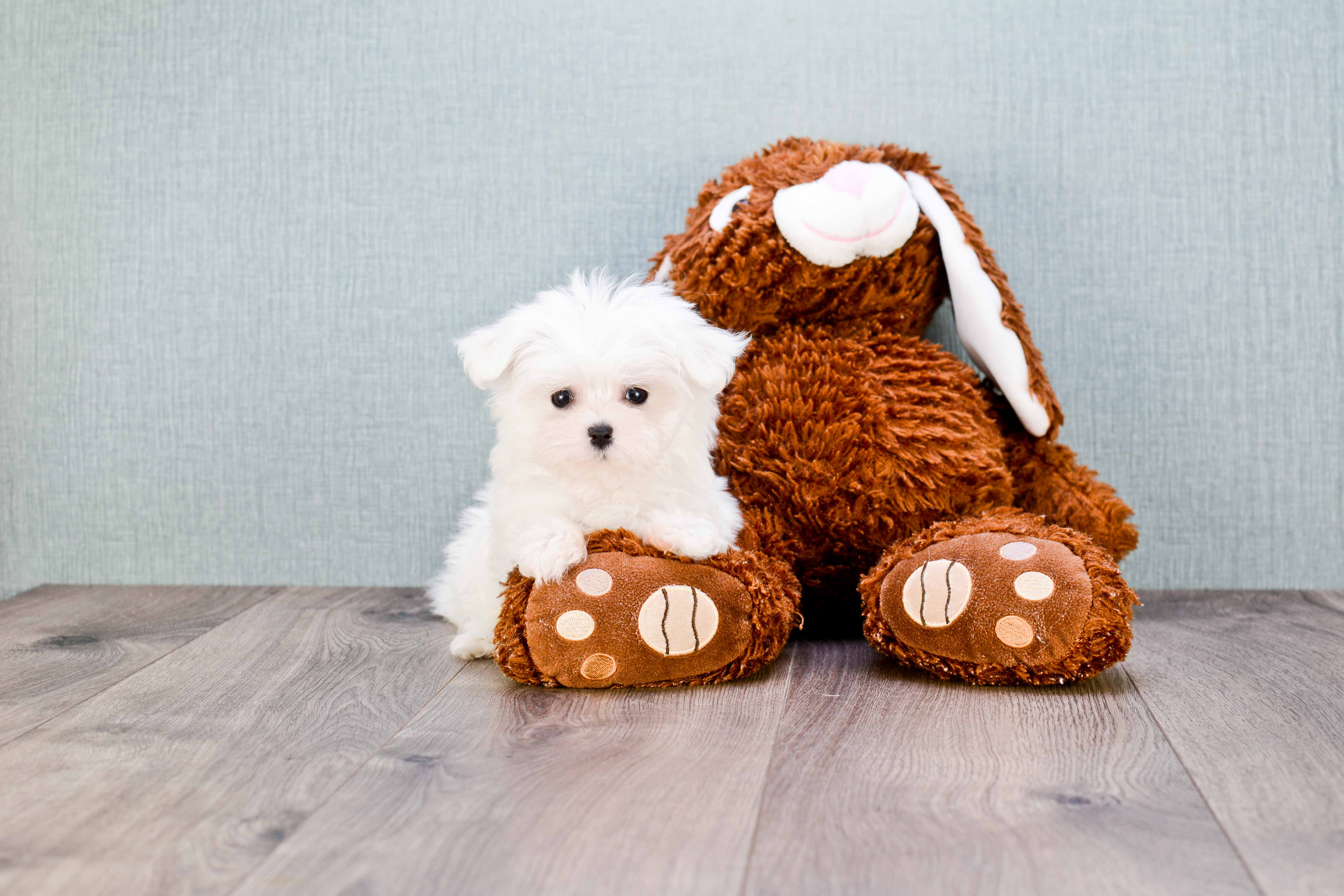 Playful Maltese Purebred Pup