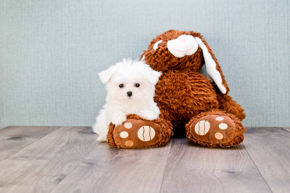 Playful Maltese Purebred Pup