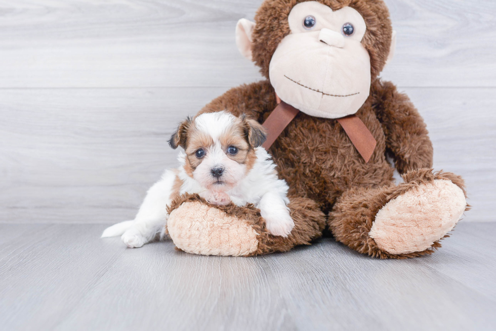 Little Shichon Designer Puppy