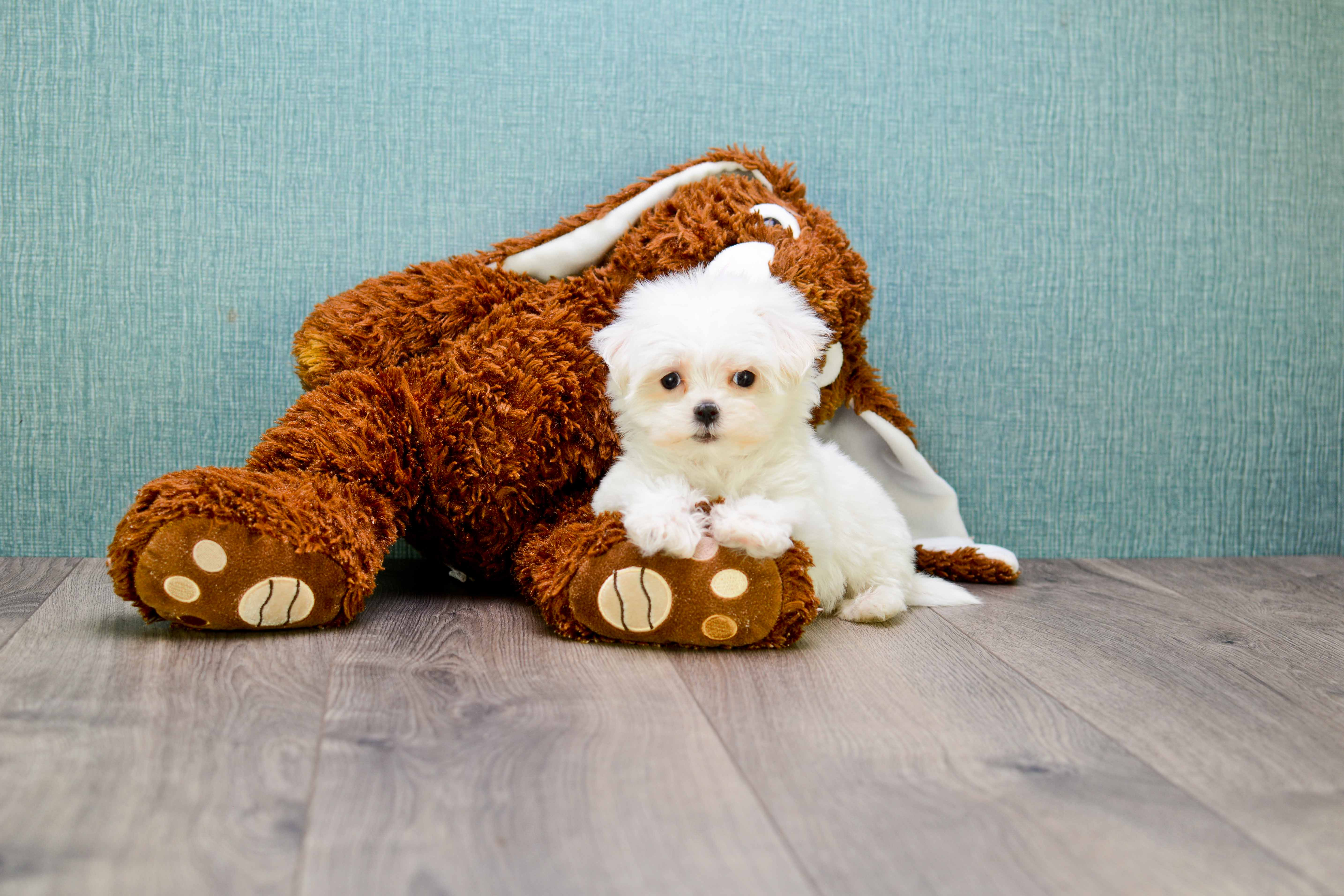 Maltese Puppy for Adoption