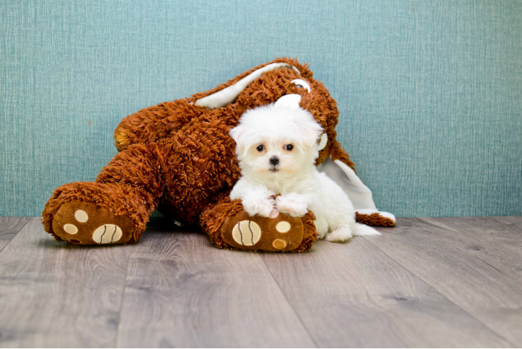 Maltese Puppy for Adoption