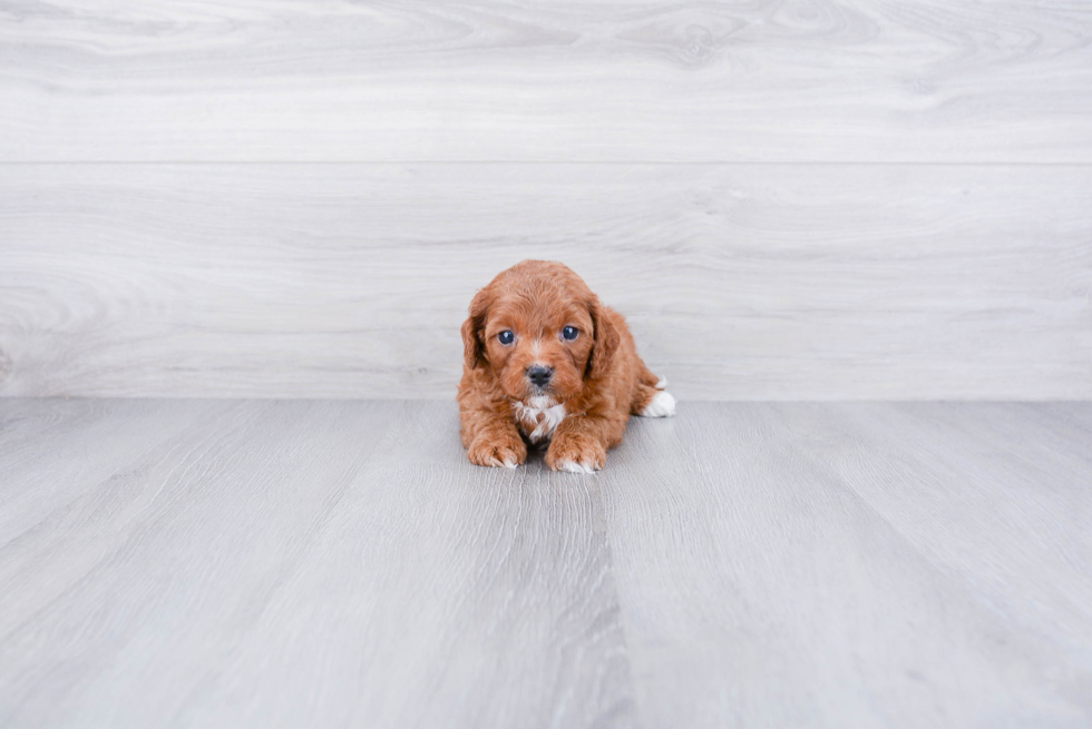 Best Cavapoo Baby