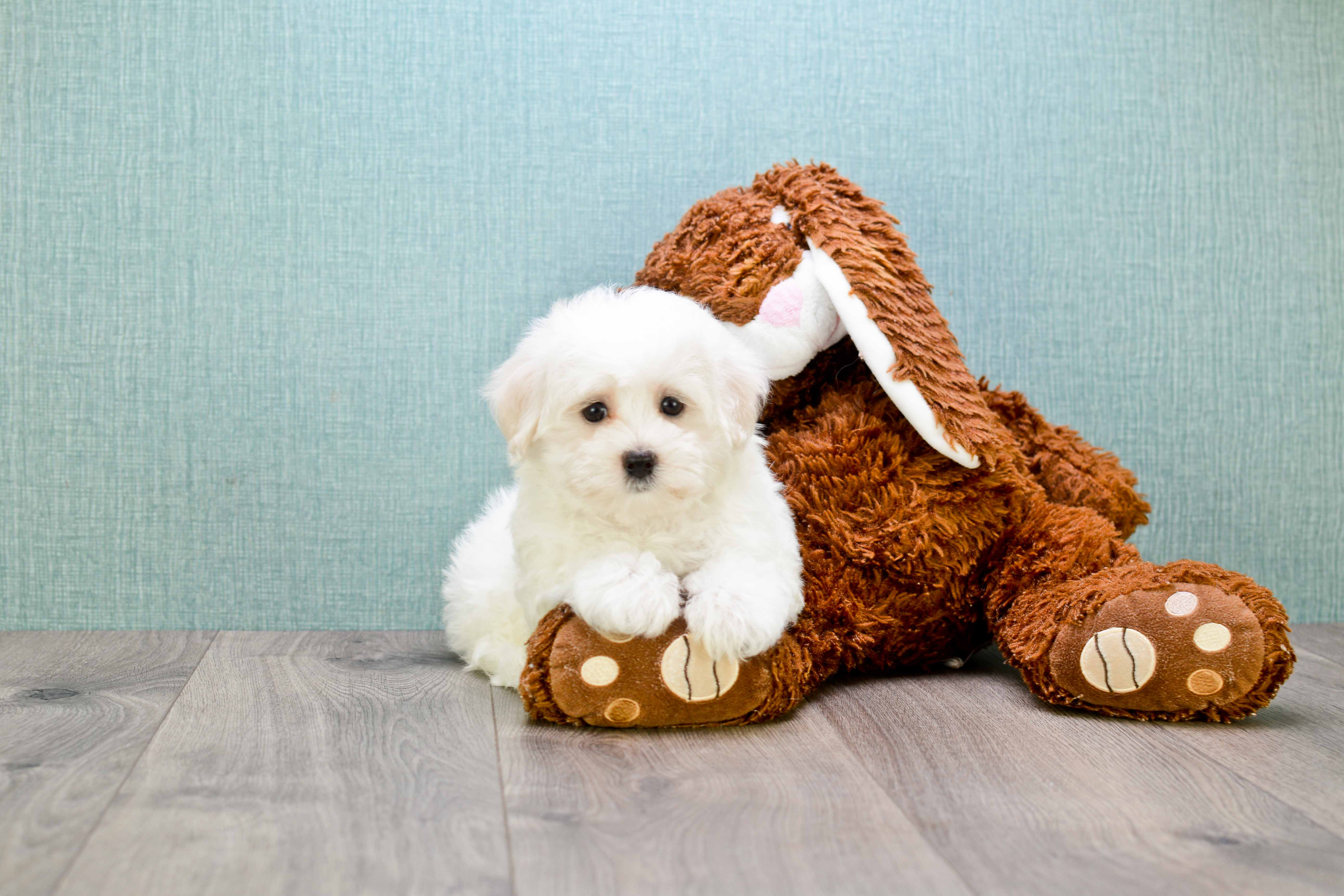 Akc Registered Maltese Purebred Pup