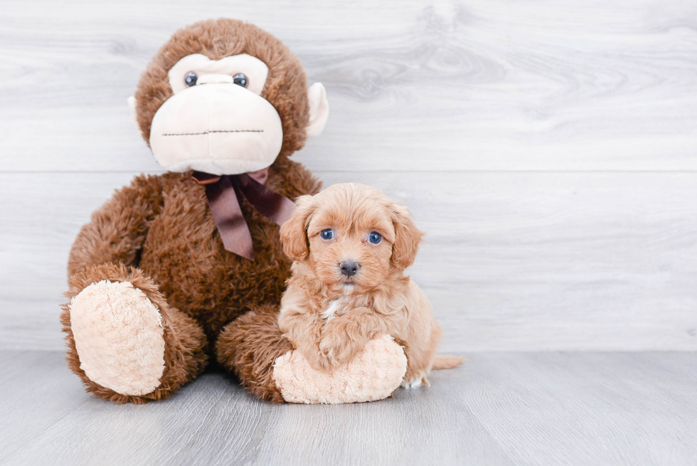 Havanese Pup Being Cute