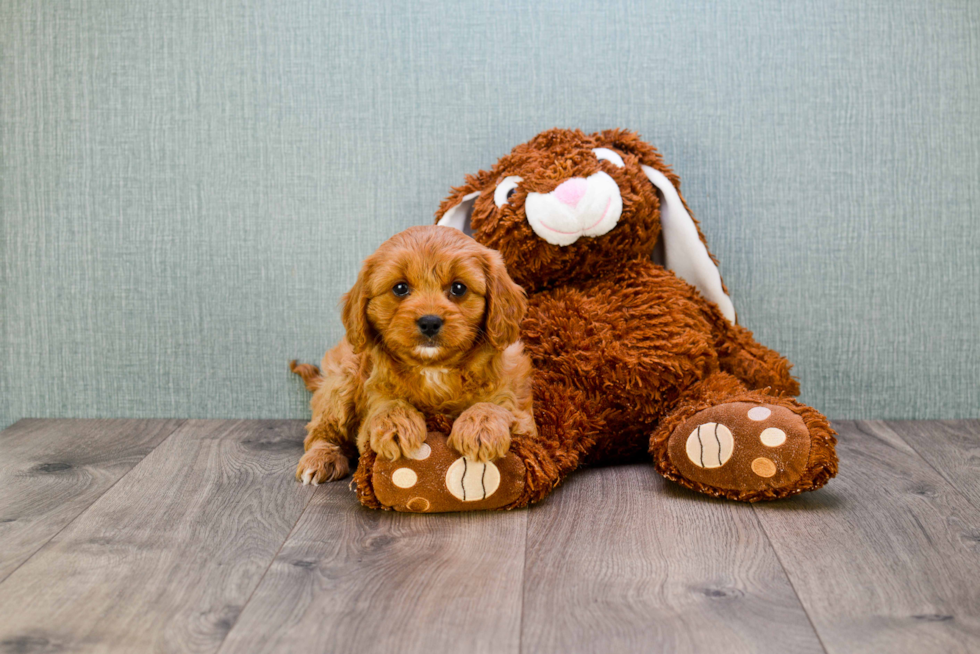 Fluffy Cavapoo Poodle Mix Pup