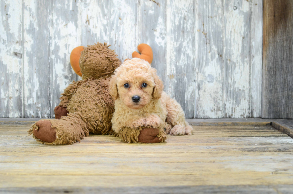 Cavapoo Pup Being Cute