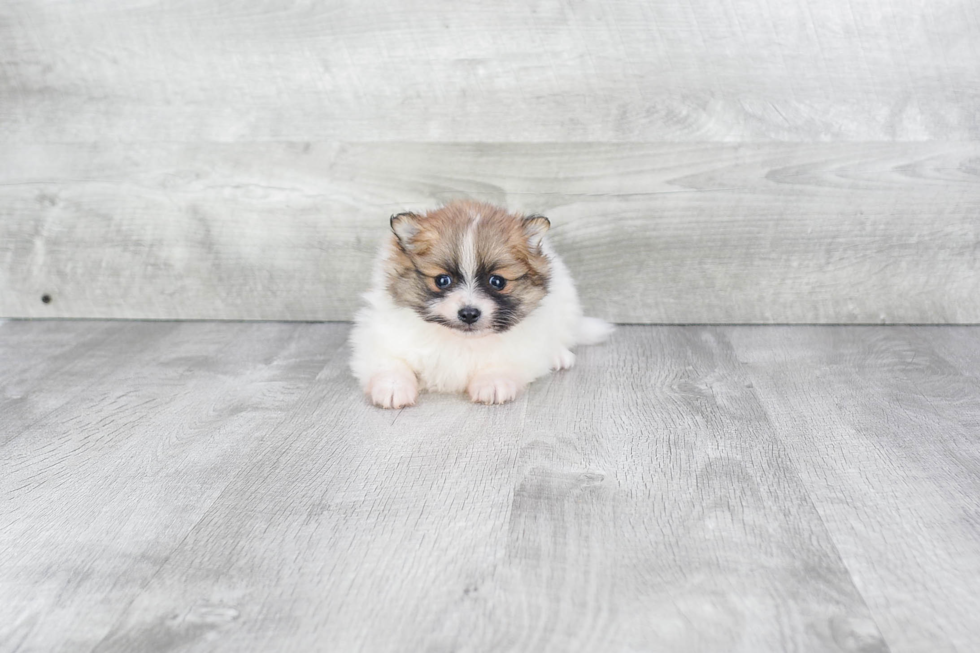 Pomeranian Puppy for Adoption