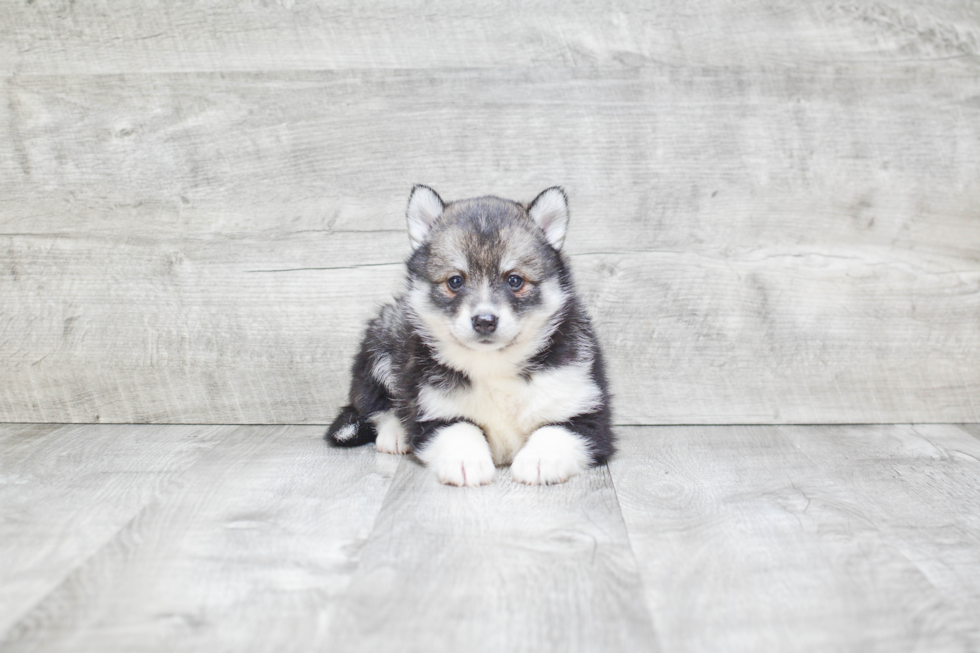 Best Pomsky Baby