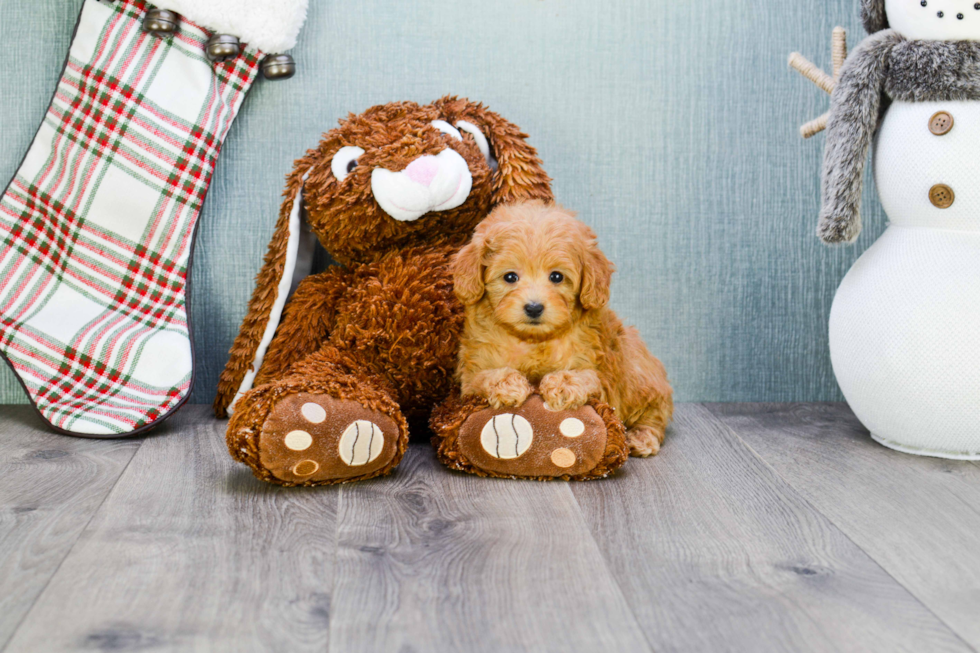 Smart Cavapoo Poodle Mix Pup