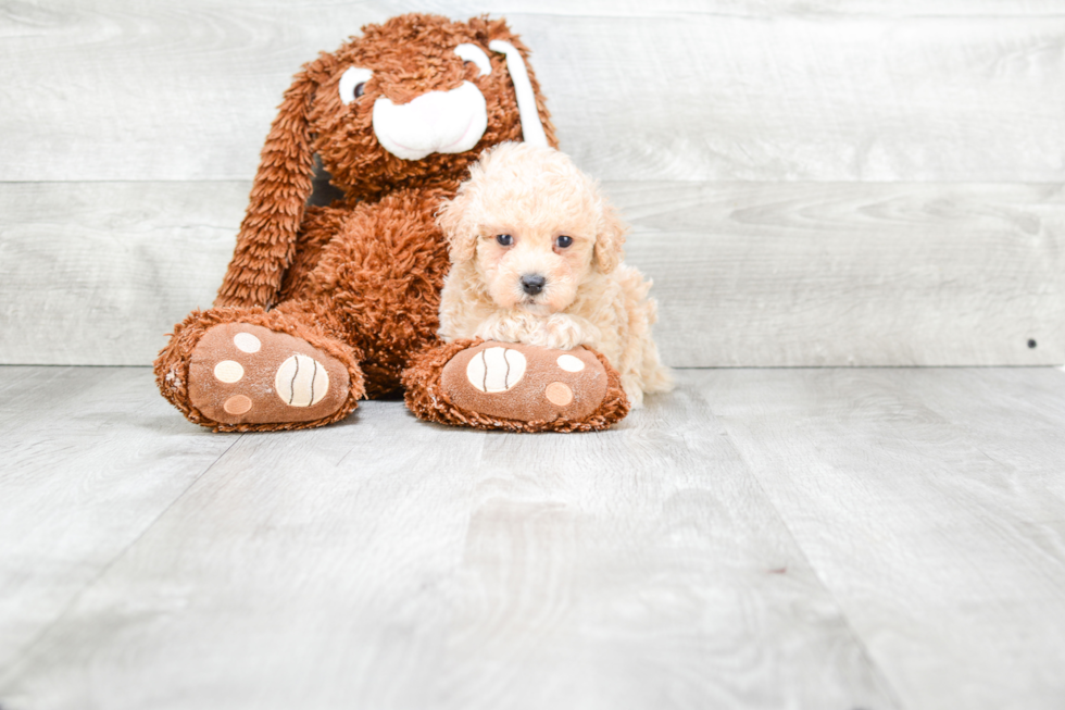 Sweet Pudle Purebred Puppy