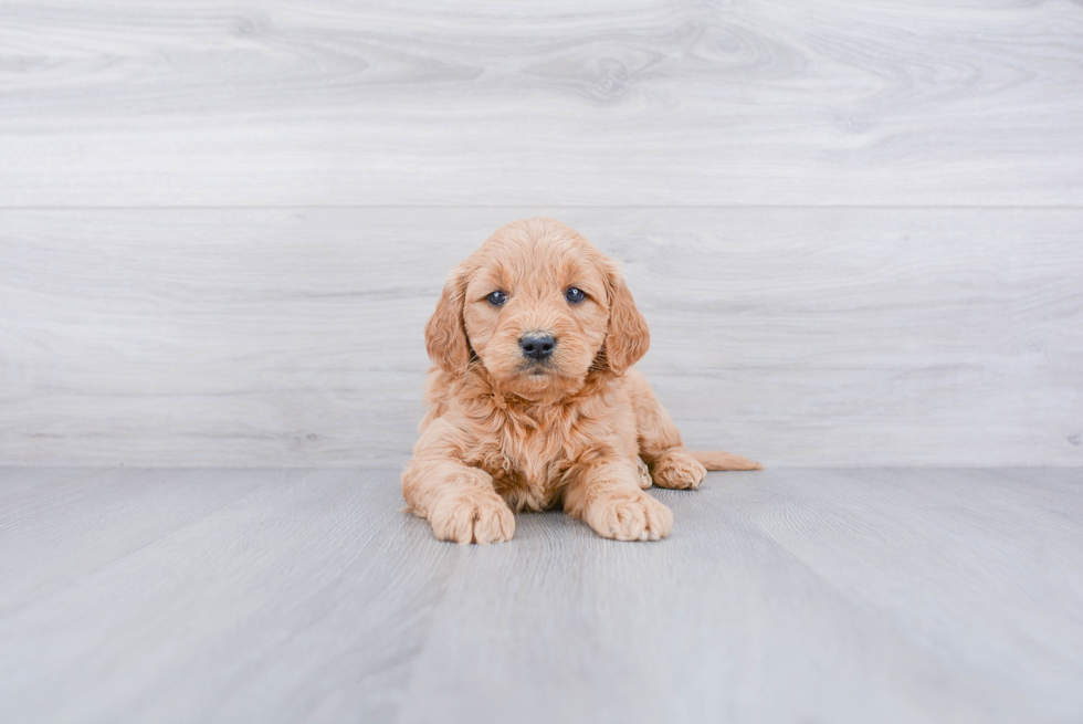 Fluffy Mini Goldendoodle Poodle Mix Pup