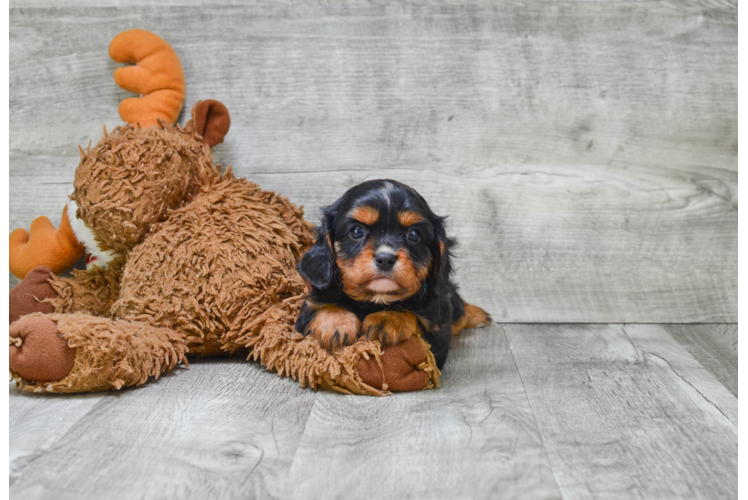 Cavalier King Charles Spaniel Puppy for Adoption