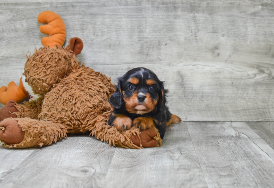 Cavalier King Charles Spaniel Puppy for Adoption