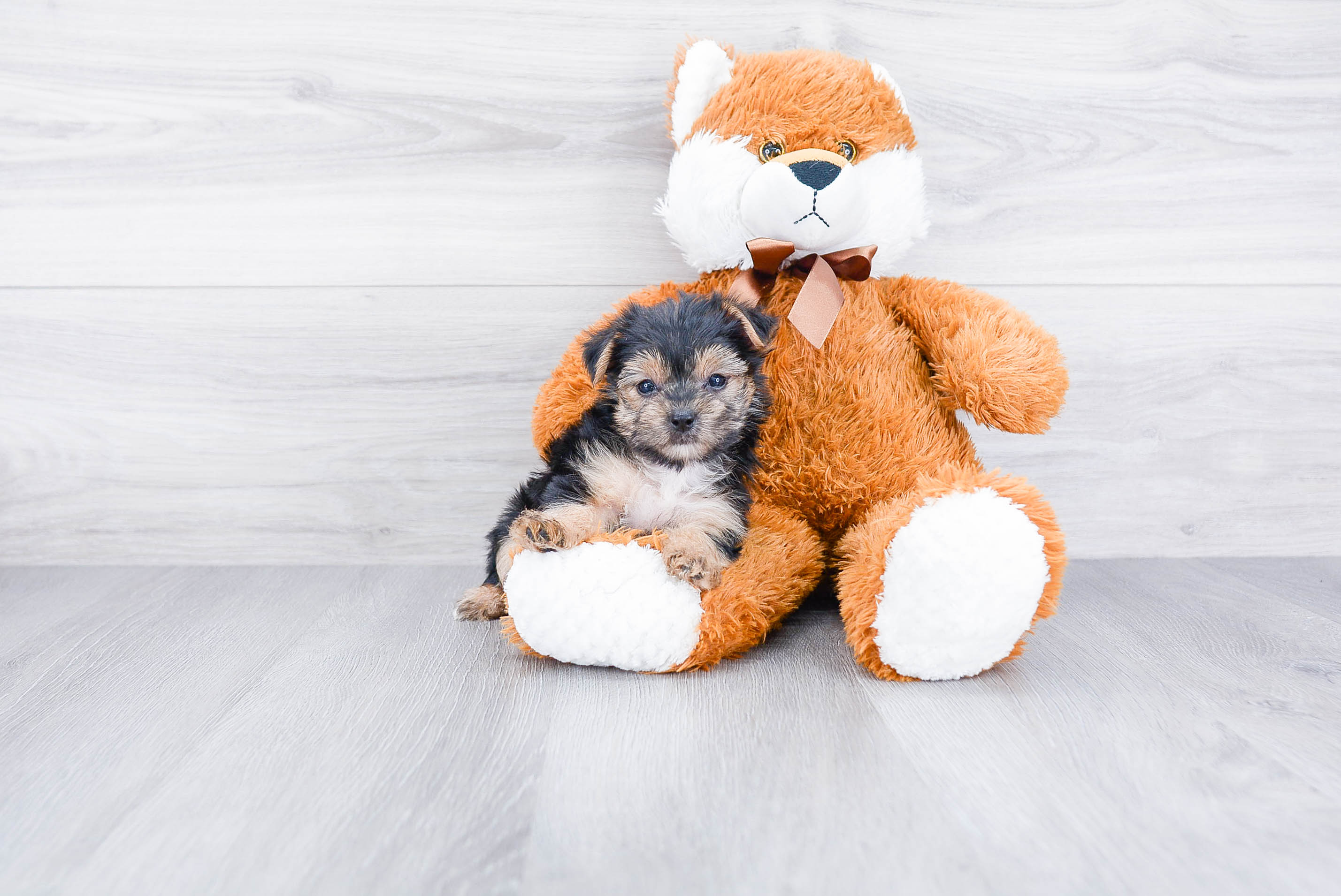 Funny Morkie Designer Pup