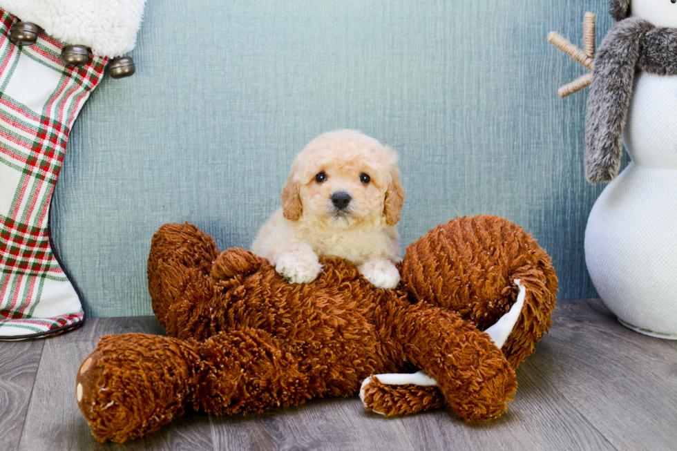 Best Maltipoo Baby