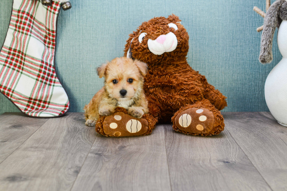 Morkie Puppy for Adoption