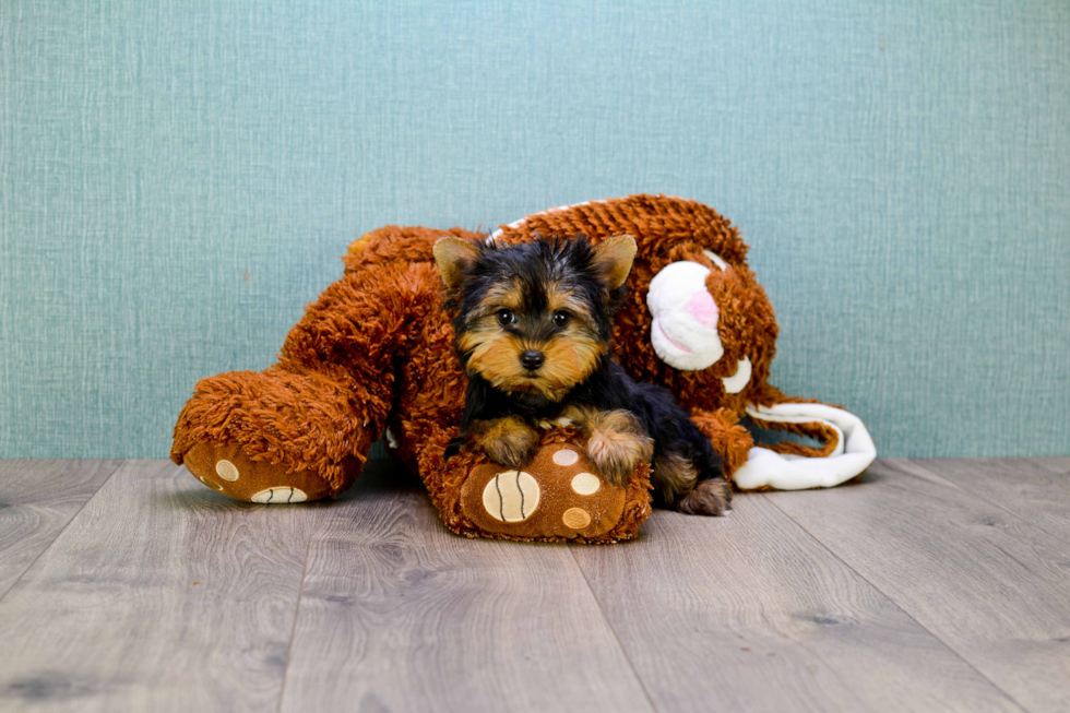 Meet Timmy - our Yorkshire Terrier Puppy Photo 
