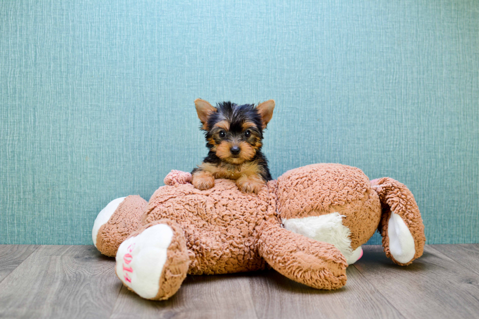 Meet Tinkerbell - our Yorkshire Terrier Puppy Photo 