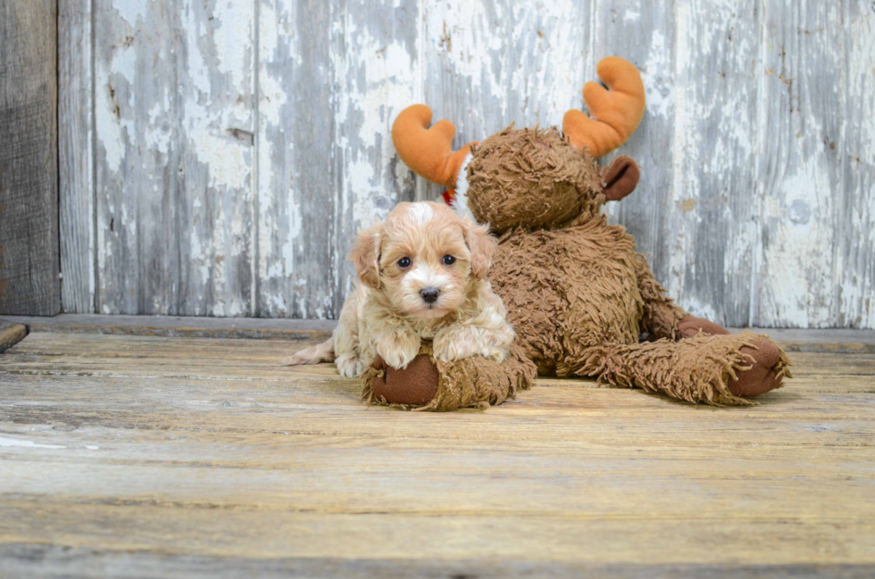 Maltipoo Puppy for Adoption