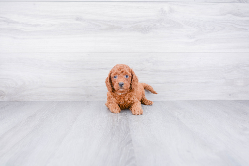 Mini Goldendoodle Pup Being Cute