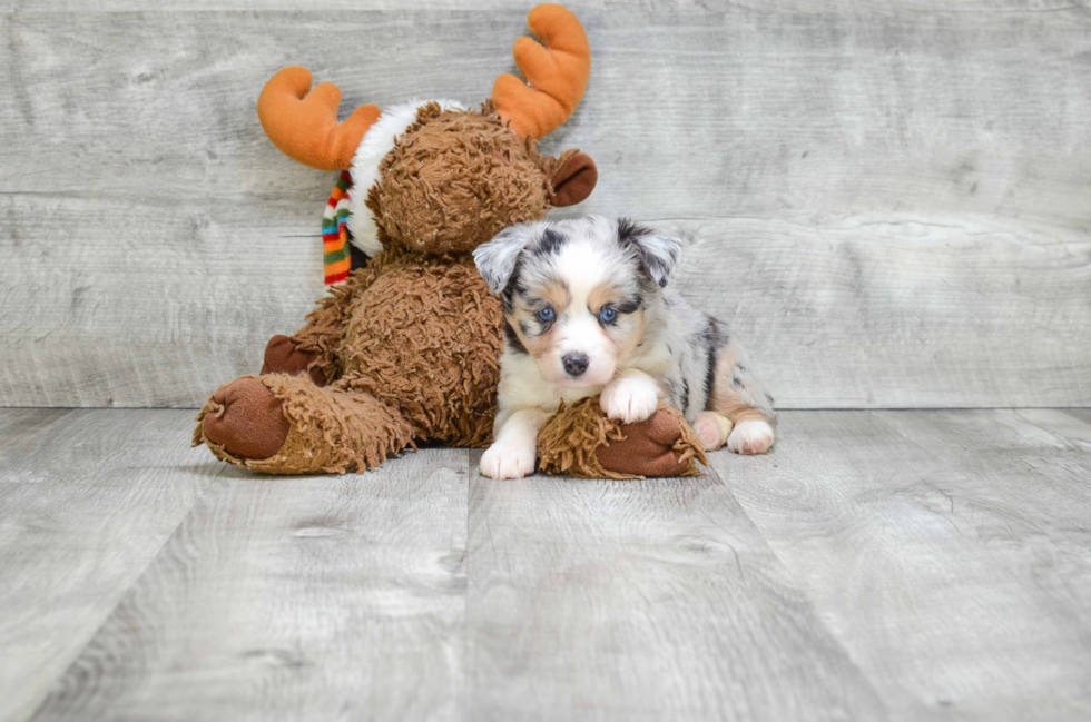 Mini Aussiedoodle Puppy for Adoption