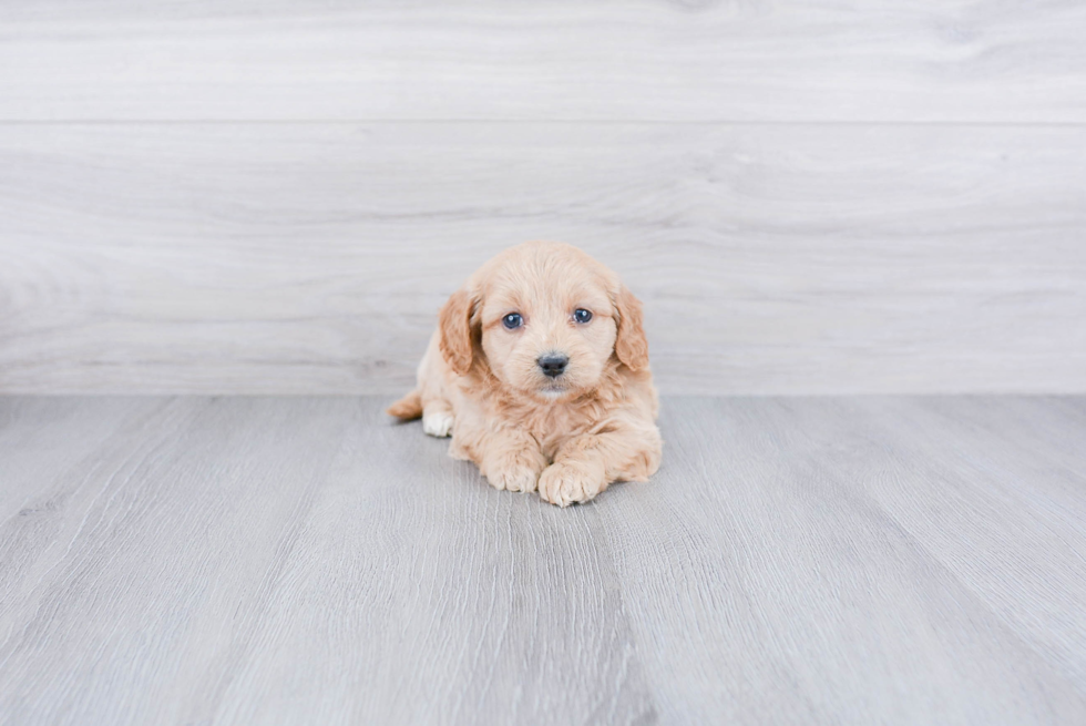 Hypoallergenic Golden Retriever Poodle Mix Puppy