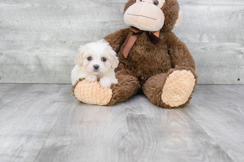 Adorable Cavalier Designer Puppy