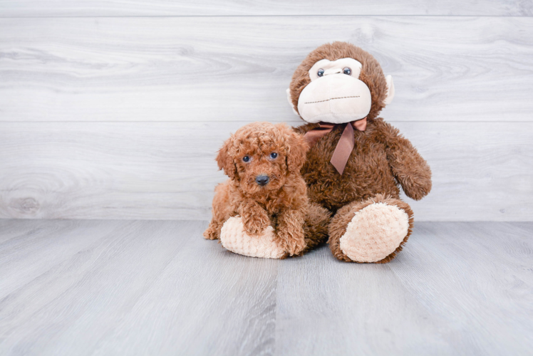 Smart Cockapoo Poodle Mix Pup