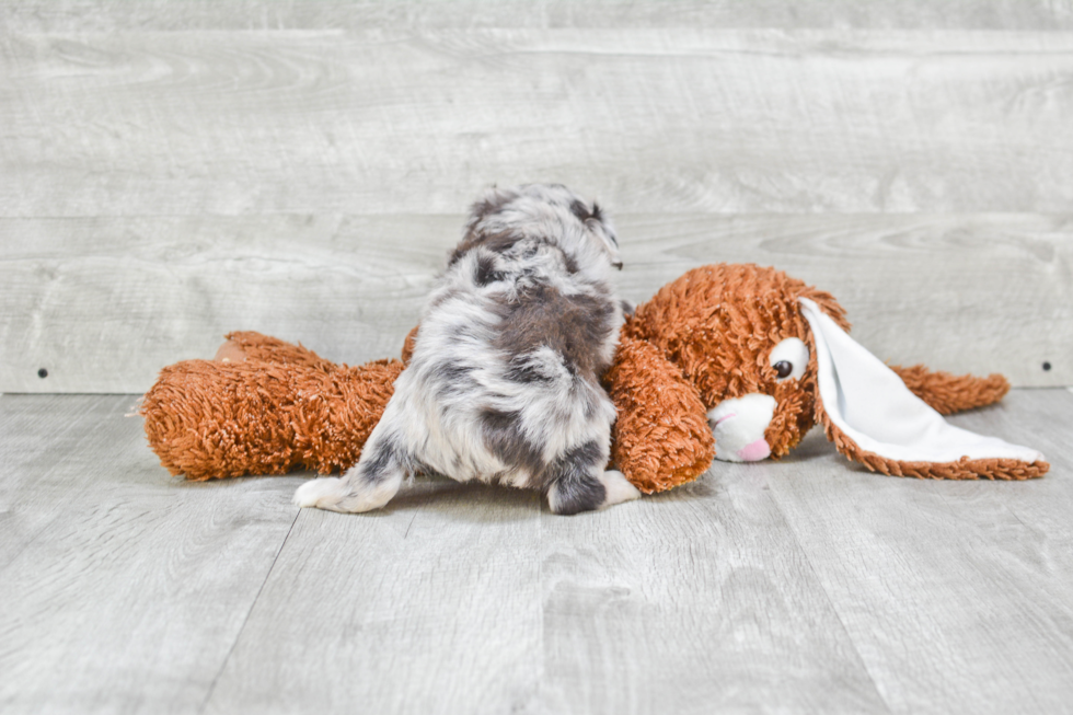 Mini Aussiedoodle Pup Being Cute