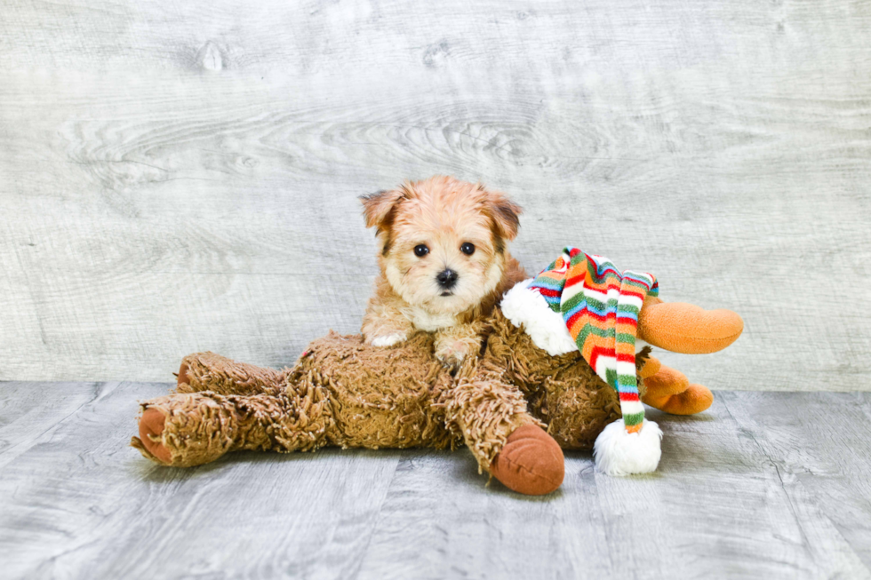 Sweet Morkie Baby