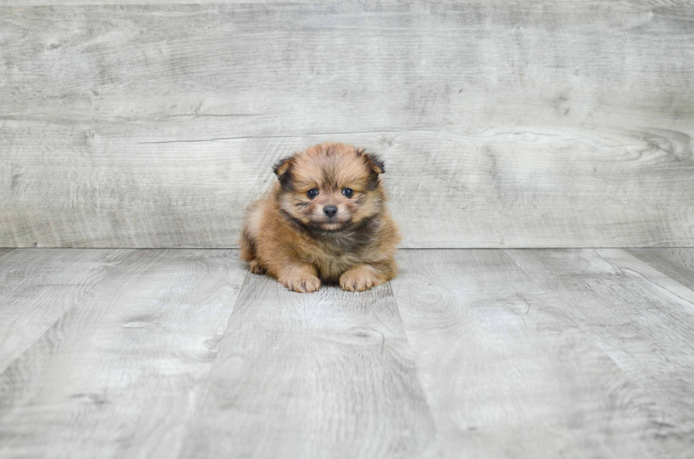 Pomeranian Puppy for Adoption