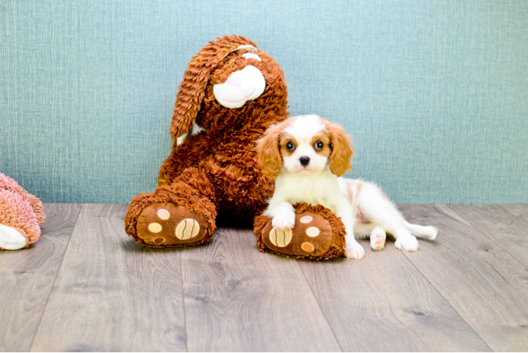 Cavalier King Charles Spaniel Pup Being Cute