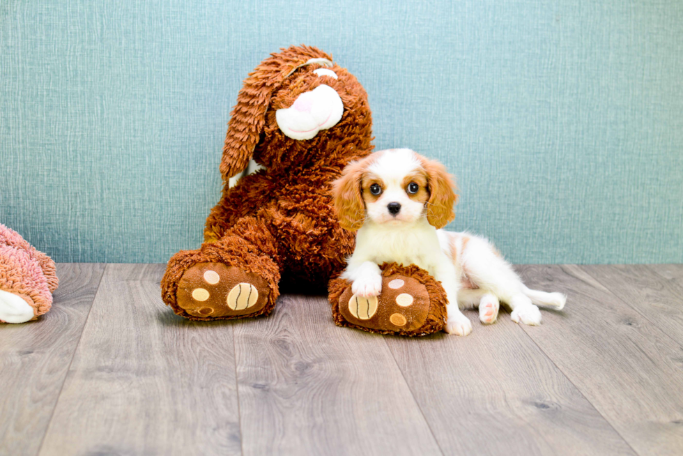 Cavalier King Charles Spaniel Pup Being Cute