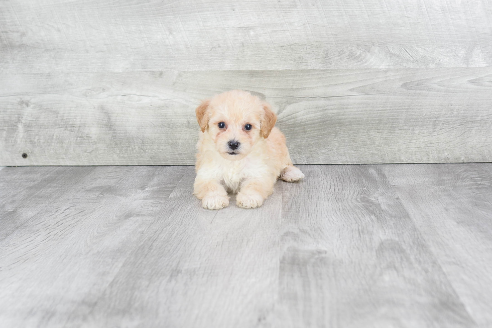 Petite Maltipoo Poodle Mix Pup