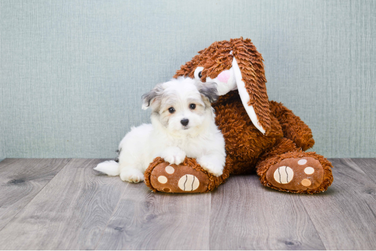 Havanese Puppy for Adoption