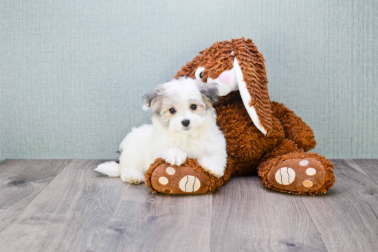 Havanese Puppy for Adoption