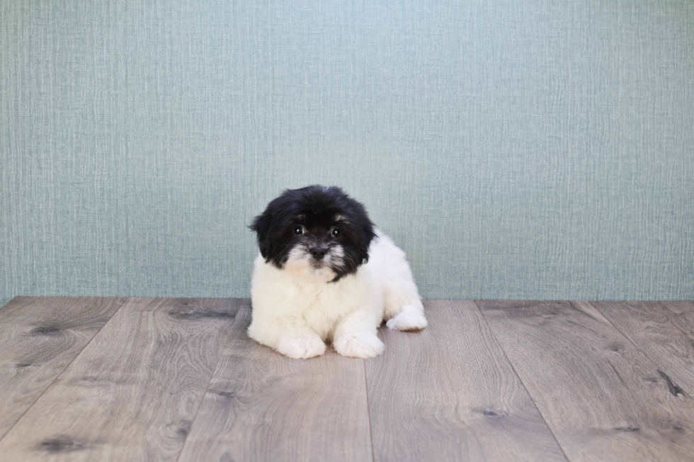 Havanese Puppy for Adoption