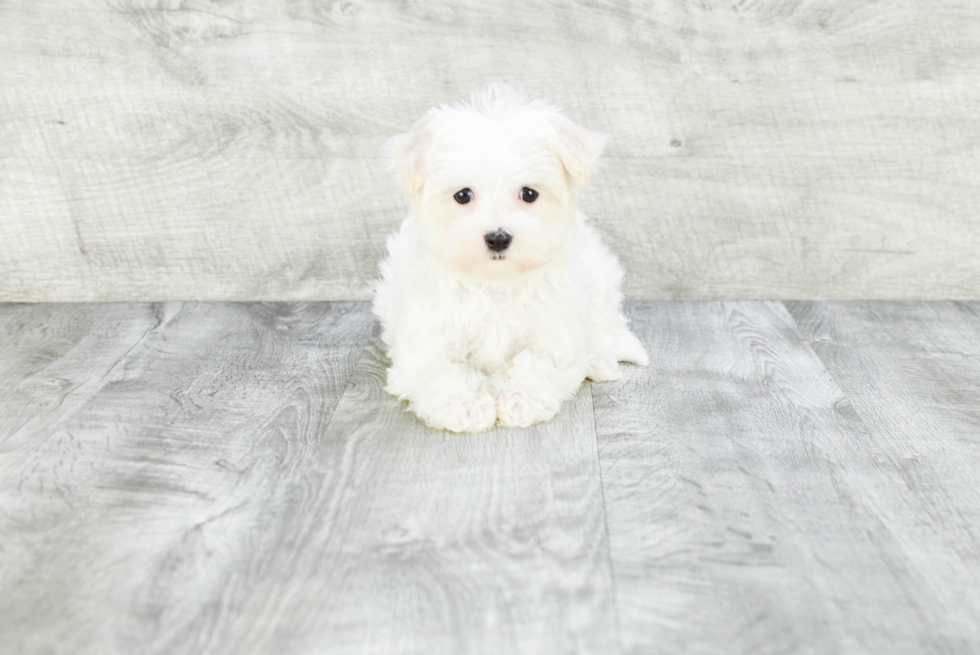 Maltese Pup Being Cute