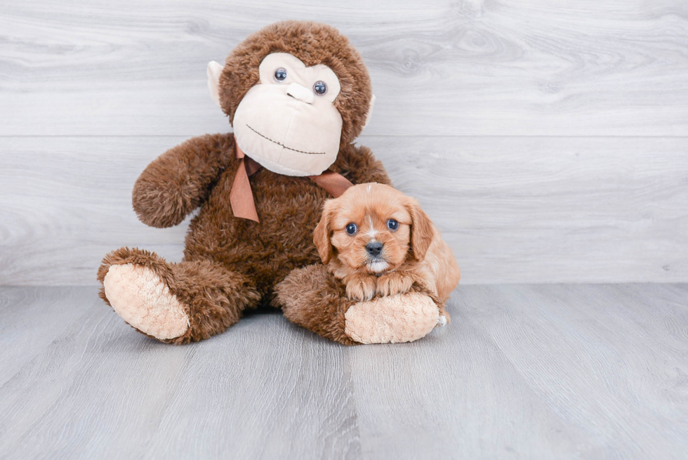 Cavalier King Charles Spaniel Pup Being Cute