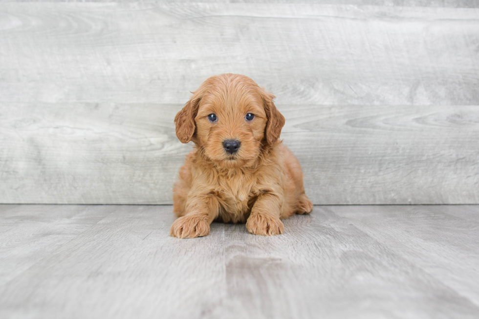 Mini Goldendoodle Puppy for Adoption