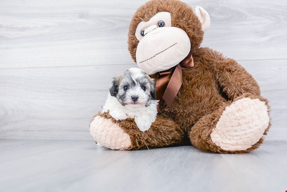 Hypoallergenic Maltese Poodle Poodle Mix Puppy