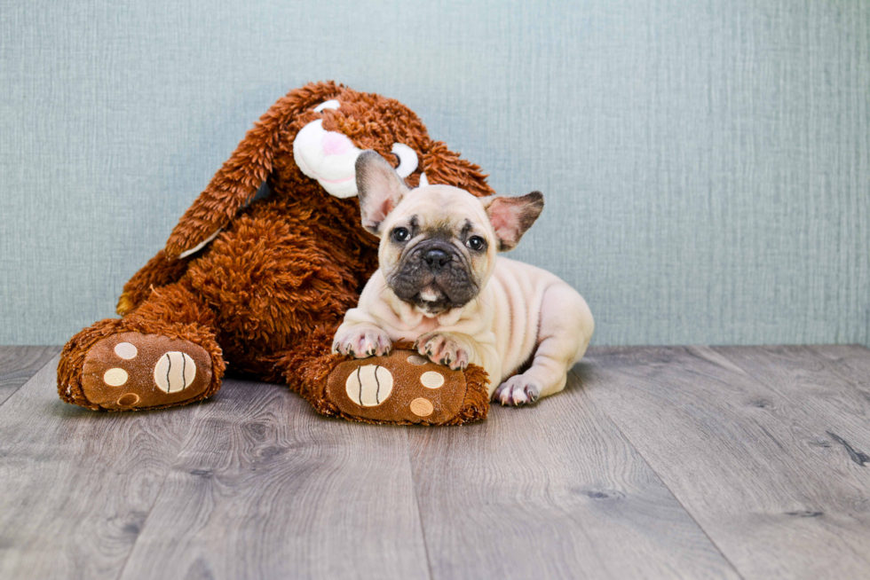 Little French Bulldog Purebred Pup