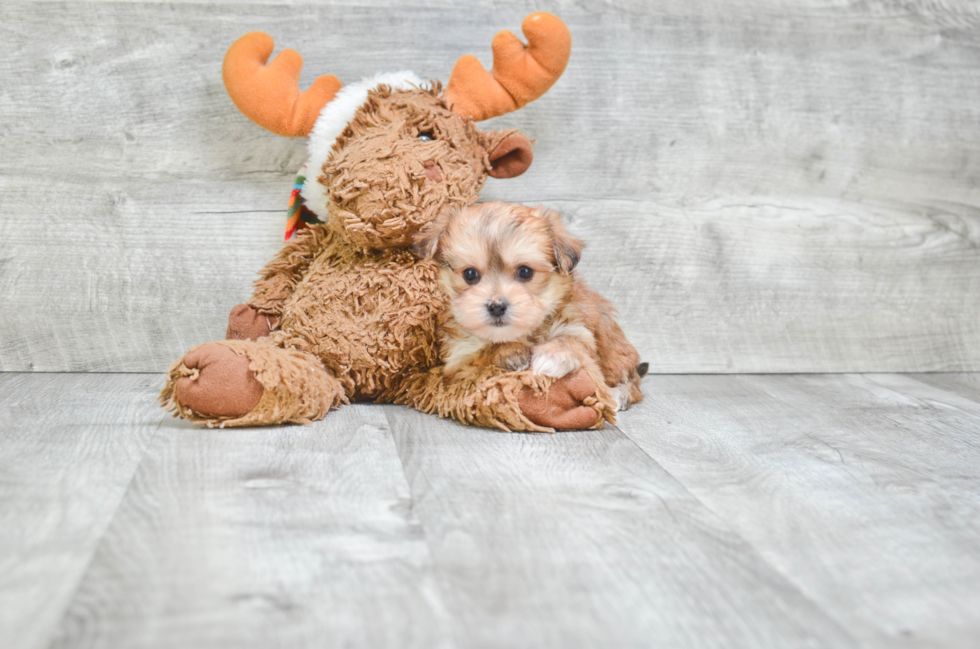 Morkie Pup Being Cute