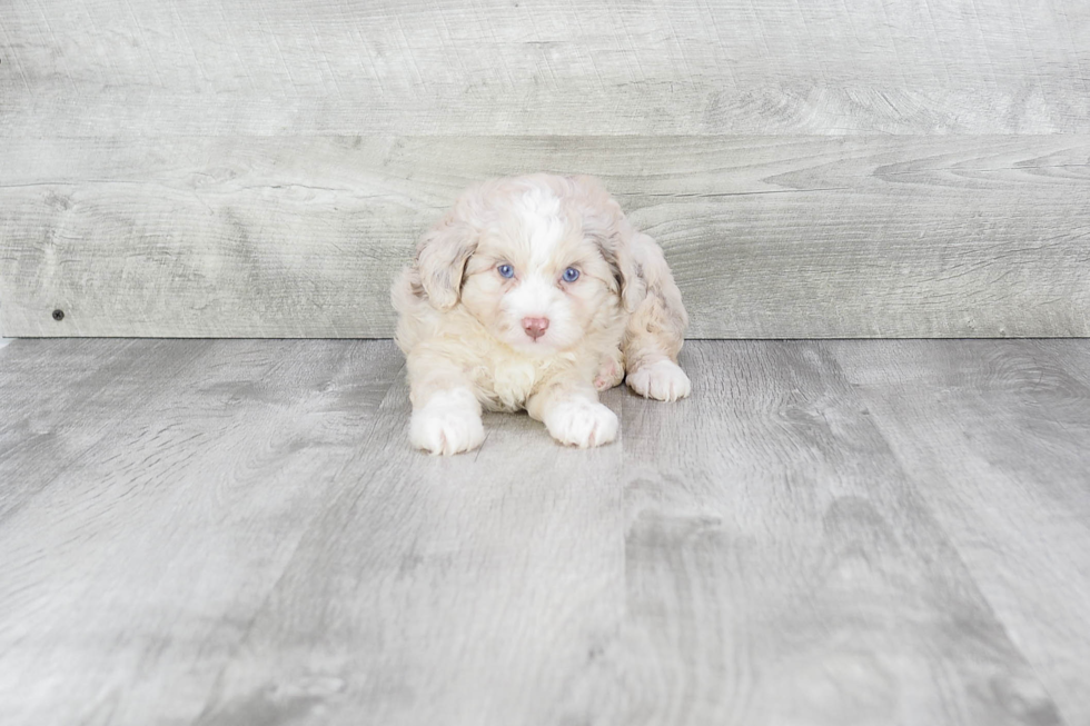 Best Mini Aussiedoodle Baby