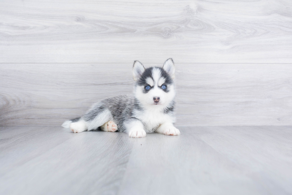 Pomsky Puppy for Adoption