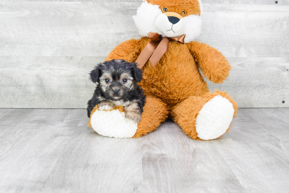 Morkie Pup Being Cute