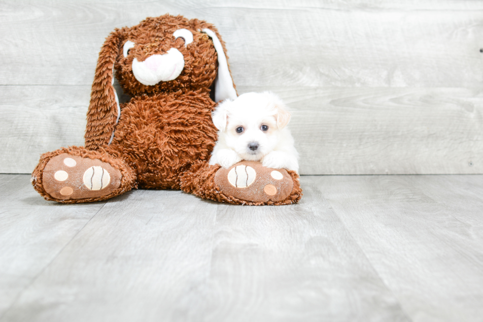 Maltipoo Puppy for Adoption