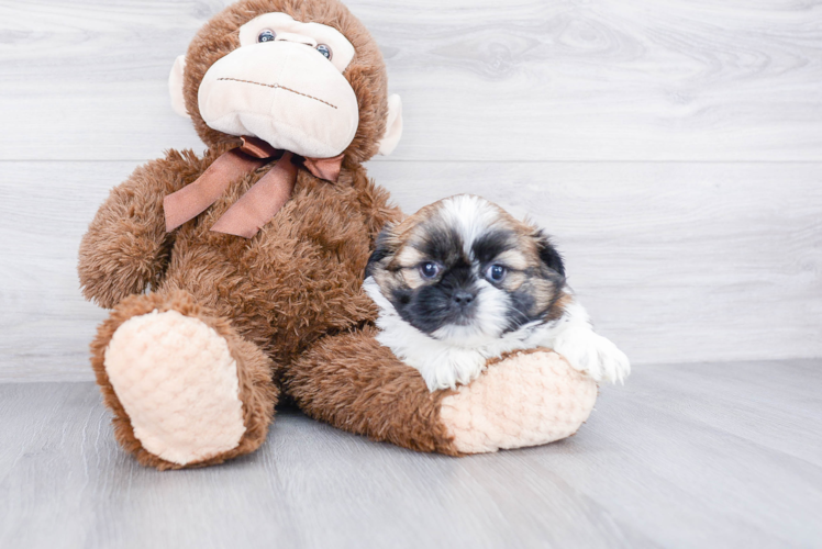 Energetic Shit Designer Puppy